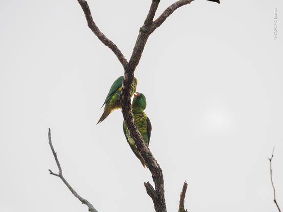 A pair of scaly-breasted lorikeets, the male courting, the female just not into him