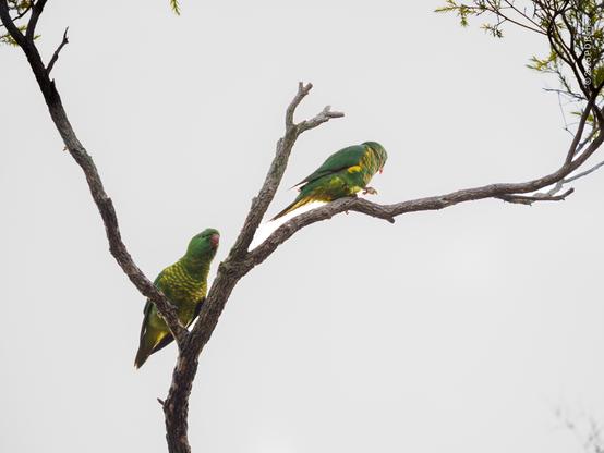A pair of scaly-breasted lorikeets, the male courting, the female just not into him
