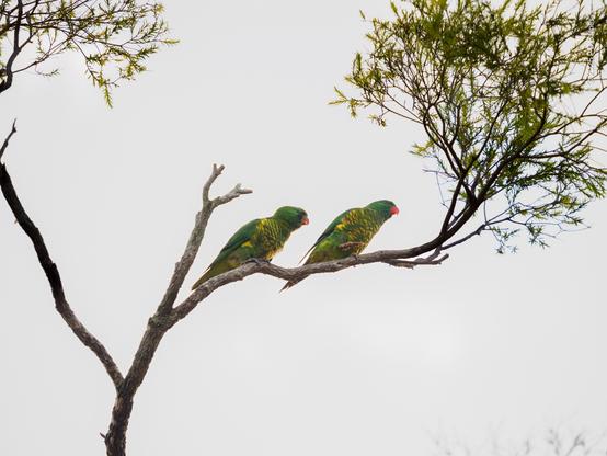 A pair of scaly-breasted lorikeets, the male courting, the female just not into him