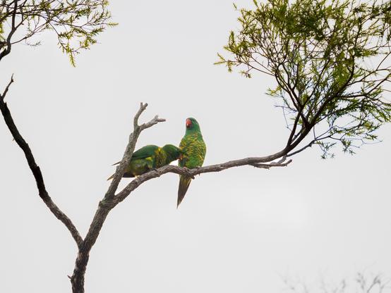 A pair of scaly-breasted lorikeets, the male courting, the female just not into him