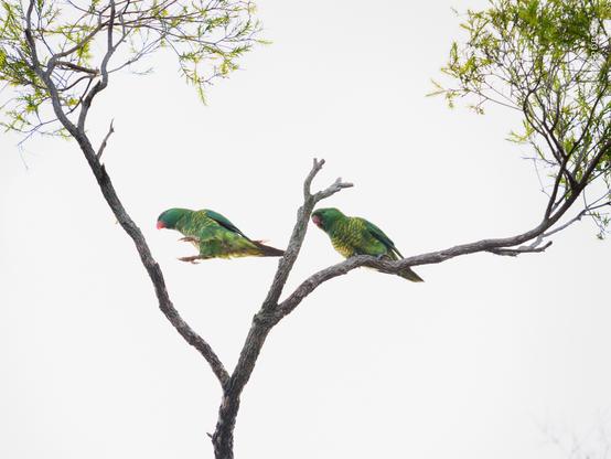 A pair of scaly-breasted lorikeets, the male courting, the female just not into him