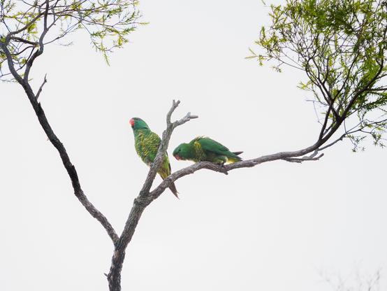 A pair of scaly-breasted lorikeets, the male courting, the female just not into him