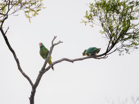 A pair of scaly-breasted lorikeets, the male courting, the female just not into him