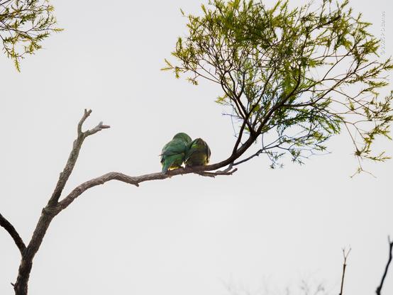 A pair of scaly-breasted lorikeets, the male courting, the female just not into him