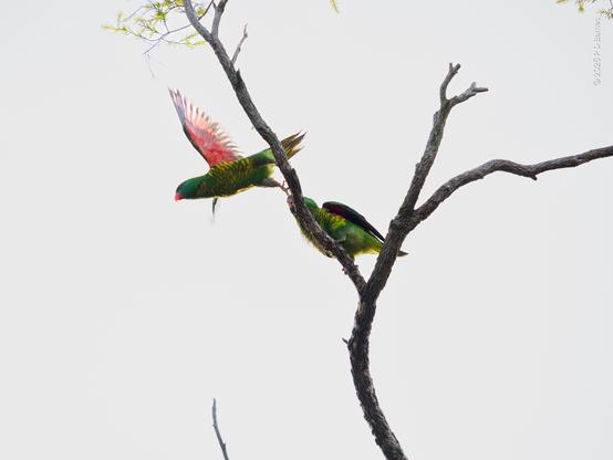 A pair of scaly-breasted lorikeets, the male courting, the female just not into him