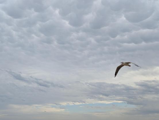Mammatus clouds on a grey day with glimpses of blue sky in-between and a seagull flying past