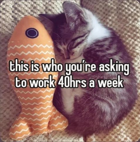 Photo of a tiny kitten curled up asleep next to an orange fish plushie. Caption says:

this is who you're asking to work 40hrs a week