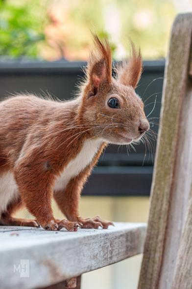 Ein Eichhörnchen steht auf einem Holztisch und schaut in die Kamera. Es hat lange Puschel an den Ohren und ausladende Barthaare.