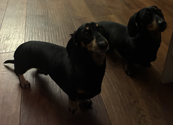 Miniature Dachshunds Max and Milo waiting for a bedtime biscuit