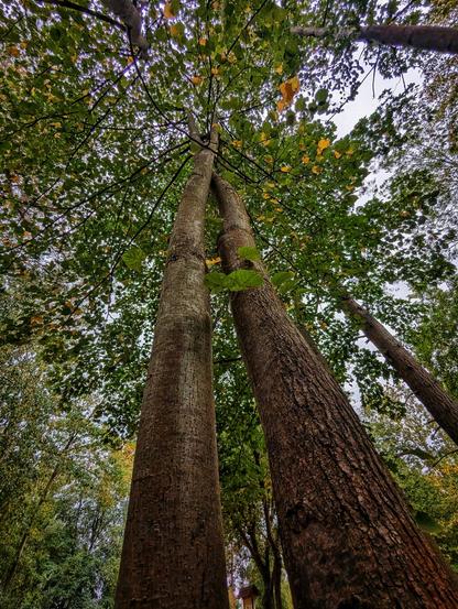 A dramatic upward view of tall, mature trees in a forest, their sturdy trunks rising high and crossing each other near the canopy. The dense foliage of green and yellowish leaves forms a natural ceiling, with branches spreading outward and intertwining above. The perspective emphasises the height and grandeur of the trees, creating a sense of immersion in the heart of the woodland. The scene captures the tranquillity and majesty of a forest, with dappled light filtering through the leaves.