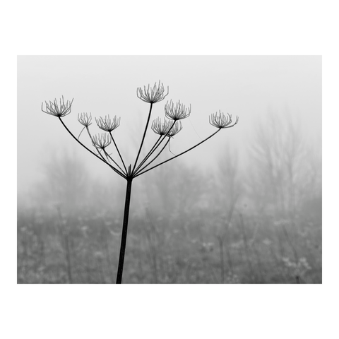 A winter portrait of a frosted wild carrot flower, of which only the structure remains. Its stem divides into branches, which divide into branches. (Version françæ) Portrait hivernalx d’æn fleur de carotte sauvage givræ dont il ne reste que læ structure. Saon tige se divise en ramifications, qui se divisent en ramifications.