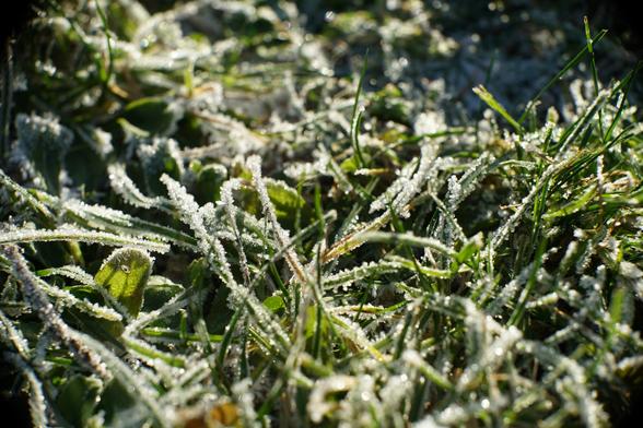 Sonne auf Gras mit viel Raureif