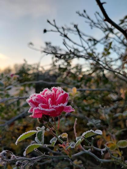 Photo d'une rose rouge dont le bord des pétales est couverts de givre. Le fond est flou mais on peut deviner le soleil
