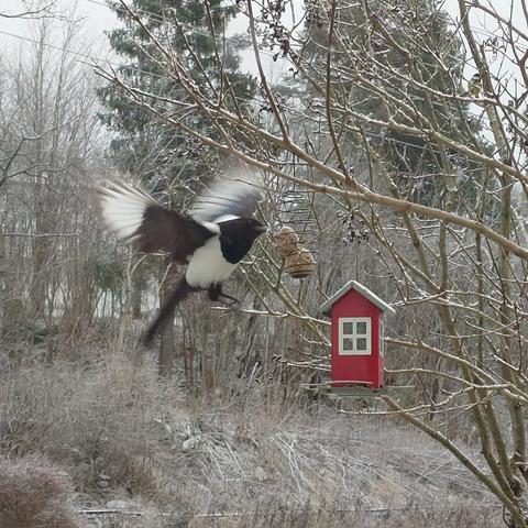 Square photo of a winter garden. In the foreground is a small tree with two feeding stations hanging from thin branches only suitable to hold small birds. One is a small red house with seeds, the other is a metal spiral filled with suet cakes. The main attraction in this photo is an Eurasian magpie caught in flight, it's wings spread out, as it tries to get a nibble from one of the suet cakes.