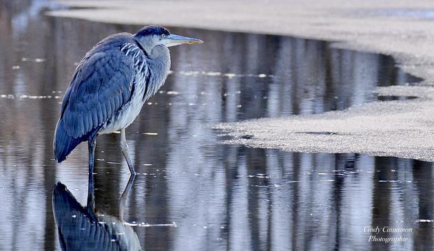 Grand Héron dans un lac glacé. Photographie par Cindy Cinnamon