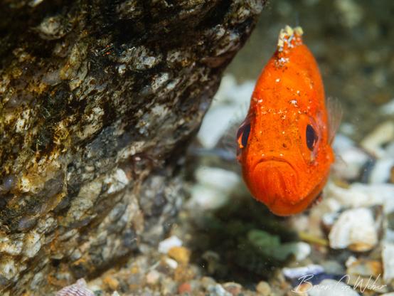 A short bigeye looks at my camera next to its rocky hiding spot