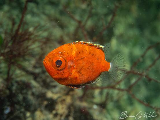 A short bigeye up in the water column