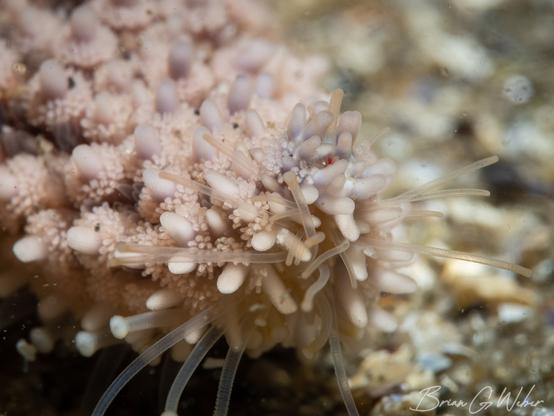 The tip of an arm of a sea star with protruding tube feet