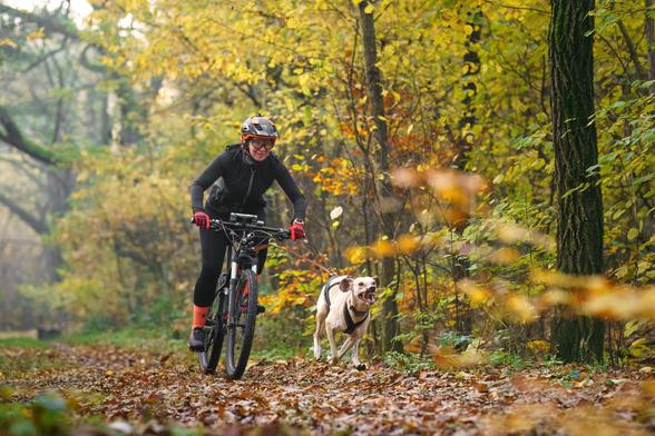 Ein herbstlicher Wald mit gelbem Laub an den Bäumen und braunem Laub auf dem Boden. Ein blonder Hund im Zuggeschirr läuft vor einem Rad, das er zieht. Auf dem Rad sitzt eine schwarz gekleidete Person mit Sportkleidung und Helm. Der Hund hat das Maul aufgerissen, die Zähne sind sichtbar. die Zunge hängt aus dem Maul heraus.