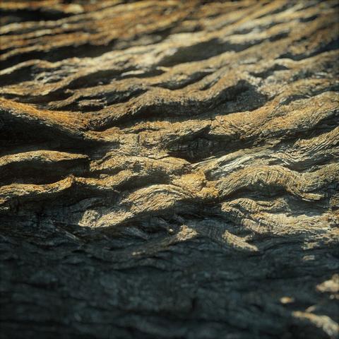 A thick tree trunk viewed from the side fills the frame in bright brown textures.