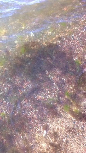 Photo of the bottom of the shallow part of the water at the beach, with stones covering the bottom, with 'clouds' of seaweed in the middle.
