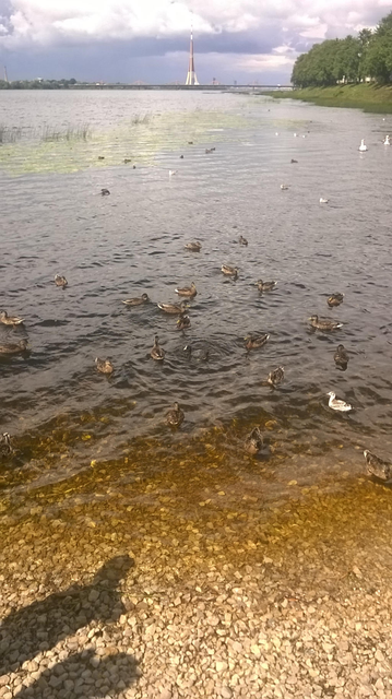 Photo from an old dock on the river Daugava, ground covered by small stones, facing towards Old Riga direction, with a whole lot of docks around the shallows, with some swans further away. Clouds are thick in the sky, the water is calm.
