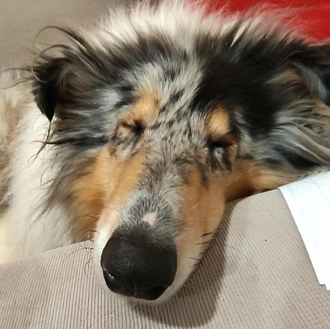 Lumi the blue merle collie is snoozing, her long snout is right up at the camera, making his black noze seem extra chonky. Her eyes are squeezed shut as she tries to wander to more interesting realms as the one in which the hooman is "working", so boring duh