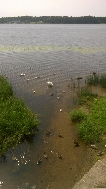 Photo taken from a bridge, looked at the river Daugava, right over a small canal, with a bunch of ducks and a group of swans chilling near or in it. Water is calm and the sky looks bright.