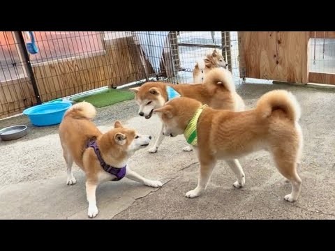 遊びたいのに慎重すぎる柴犬とグングン詰めていく柴犬たちのやり取りがかわいい
