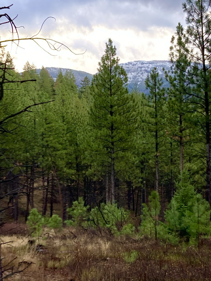 A view looking across a meadow of golden grass, bare brush, and a few new growth pines at a dense pine forest. Rising behind is a wooded mountain where snow is falling, the sky gray.