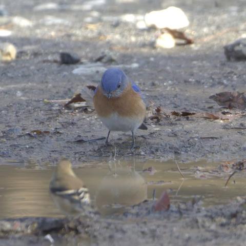 An eastern bluebird gazes at his reflection in a puddle as a female goldfinch watches