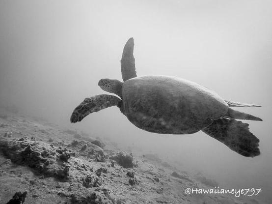 A black and white photo of a sea turtle swimming over an ocean reef. Its front fins are outstretched and it has a large smooth carapace.