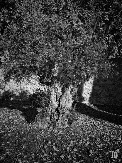 Fotografía en blanco y negro que captura el tronco robusto y nudoso de un olivo centenario (o un árbol similar con hojas de tipo lanceado).
El árbol se alza en el centro, con su follaje denso en la parte superior. El suelo alrededor del tronco está cubierto de hojas caídas. Detrás del árbol, se distingue claramente una pared de piedra o mampostería. La luz solar es intensa y crea un fuerte contraste, proyectando sombras profundas tanto a la izquierda como a la derecha del tronco. La iluminación dramática resalta la textura rugosa de la corteza y la pared.