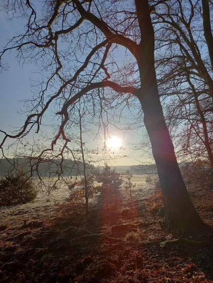 Winterlicher Wald bei Sonnenaufgang, Äste im Vordergrund, warmer Lichtschein