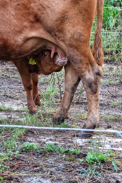 This image captures a close-up of a young calf nursing from its mother’s udder. Only the hind legs, tail, and udder of the mother cow are visible. The calf, which is brown, looks directly at the viewer while drinking. Its tongue is sticking out as it has one of the teats in its mouth. The calf has a yellow ear tag, indicating it is part of a managed herd. The setting is outdoors, with a mix of dirt and patches of green grass visible, and a wire fence in the foreground, suggesting a rural or farm environment.