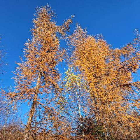 Im Vordergrund zwei Lärchen, die schon einen Teil ihre goldbraunen nadelförmigen Blätter abgeworfen haben. Weiter dahinter Birken mit nur noch wenigen goldgelben Blättern. Am unteren Bildrand braunes, laubfreies Gehölz. Den Hintergrund bildet der azurblaue Himmel.