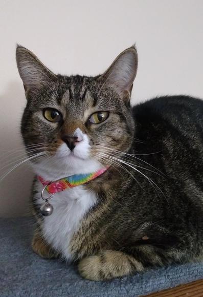 Pax, our brown tabby cat with white markings, is lying with her legs tucked up under her, on a grey towel on a desk cabinet.  She is staring directly at the camera with amber-colored eyes that are rather judgmental.  A collar with a silver bell adorns her neck.