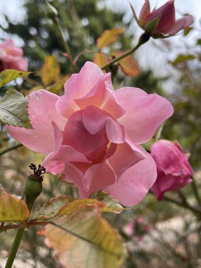 A pinkish rose surrounded by fading leaves is depicted photographically.