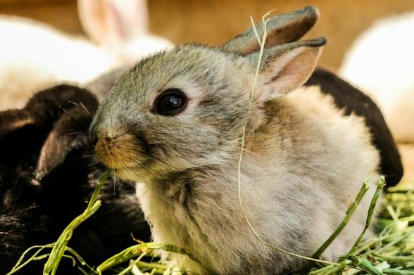 Rabbits in Glacier National Park
