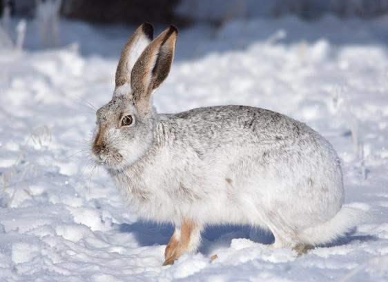 White-tailed Jackrabbit