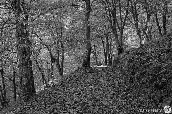 A serene black-and-white forest scene featuring a winding path covered with fallen leaves, lined by tall trees with intricate bark and foliage, creating a tranquil and natural atmosphere.