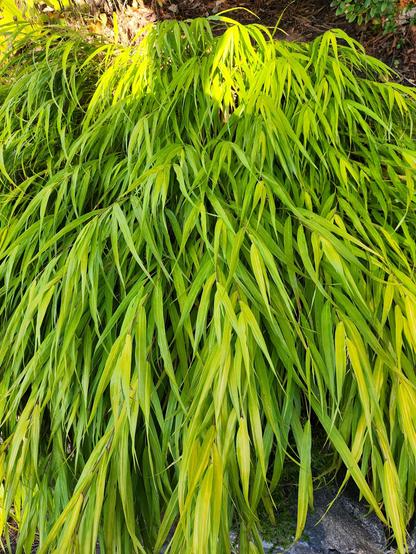 Cascading leaves of Japanese forest grass. The leaves are long, thin, and pointed. With just a touch of sun on the upper parts of our view, there are a thousand and one shades of green.