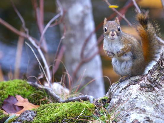 A squirrel looking right into your soul.