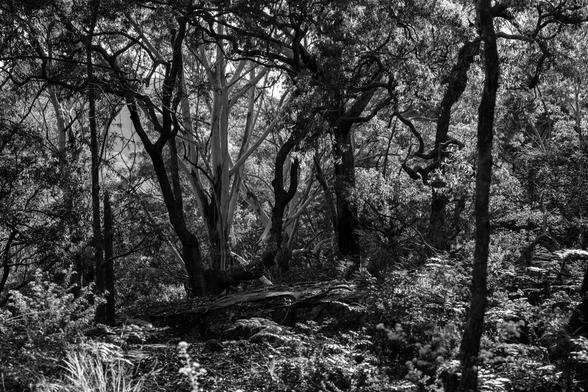 Late afternoon sun lights up the bush.