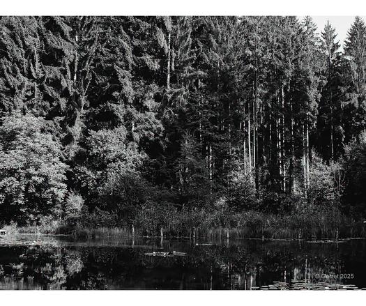 Dense forest of tall pine trees reflected in a calm, dark lake. The black and white tone adds a serene, timeless feel to the scene.