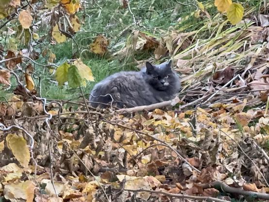 A fluffy gray cat sitting among fallen leaves and greenery. The cat has an alert expression, partially hidden by branches and foliage.