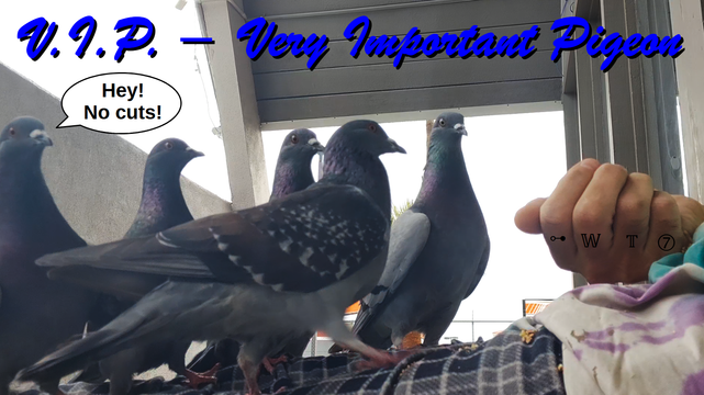I am sitting, legs extended, with a closed handful of seeds at my waist. 4 pigeons standing in a row on my leg. a 5th pigeon is walking past them on my other leg.
Across the top is written, "V.I.P. - Very Important Pigeon"
A speech bubble coming from the last pigeon in 'line' says, "Hey! No cuts!"
~WT7