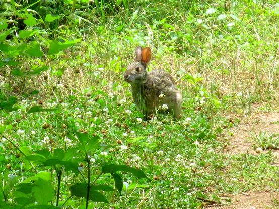 Swamp Rabbit - Types of Rabbits in Texas