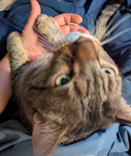 Waffles the three-legged, chonky, tabby cat, sitting on my lap with his front paws on my hand, looking up at me.