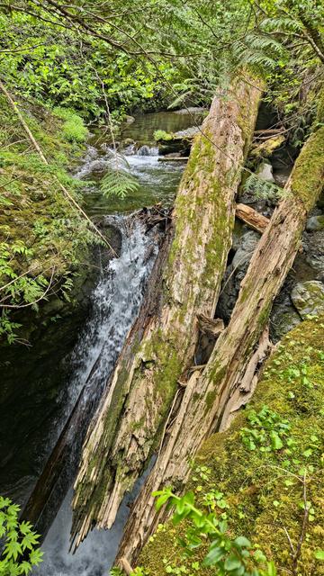 Fallen tree trunks covered in moss lie diagonally over a small waterfall and rocky creek. Surrounding foliage and ferns create a lush green landscape, with the water flowing over the rocks below.